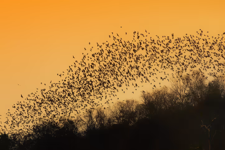 Die Migration von Fledermäusen in Sambia