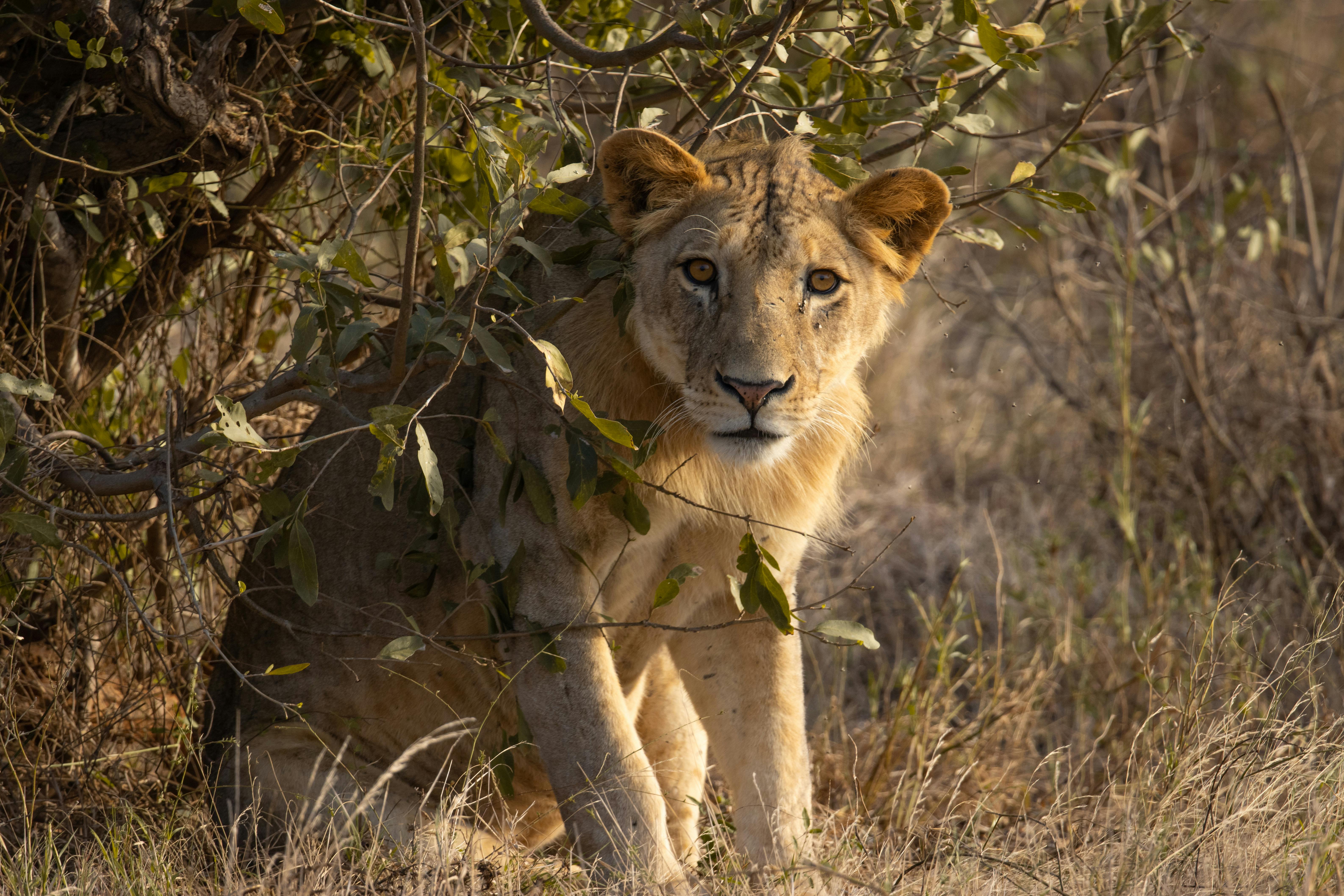 Löwe im Tsavo West Nationalpark in Kenia