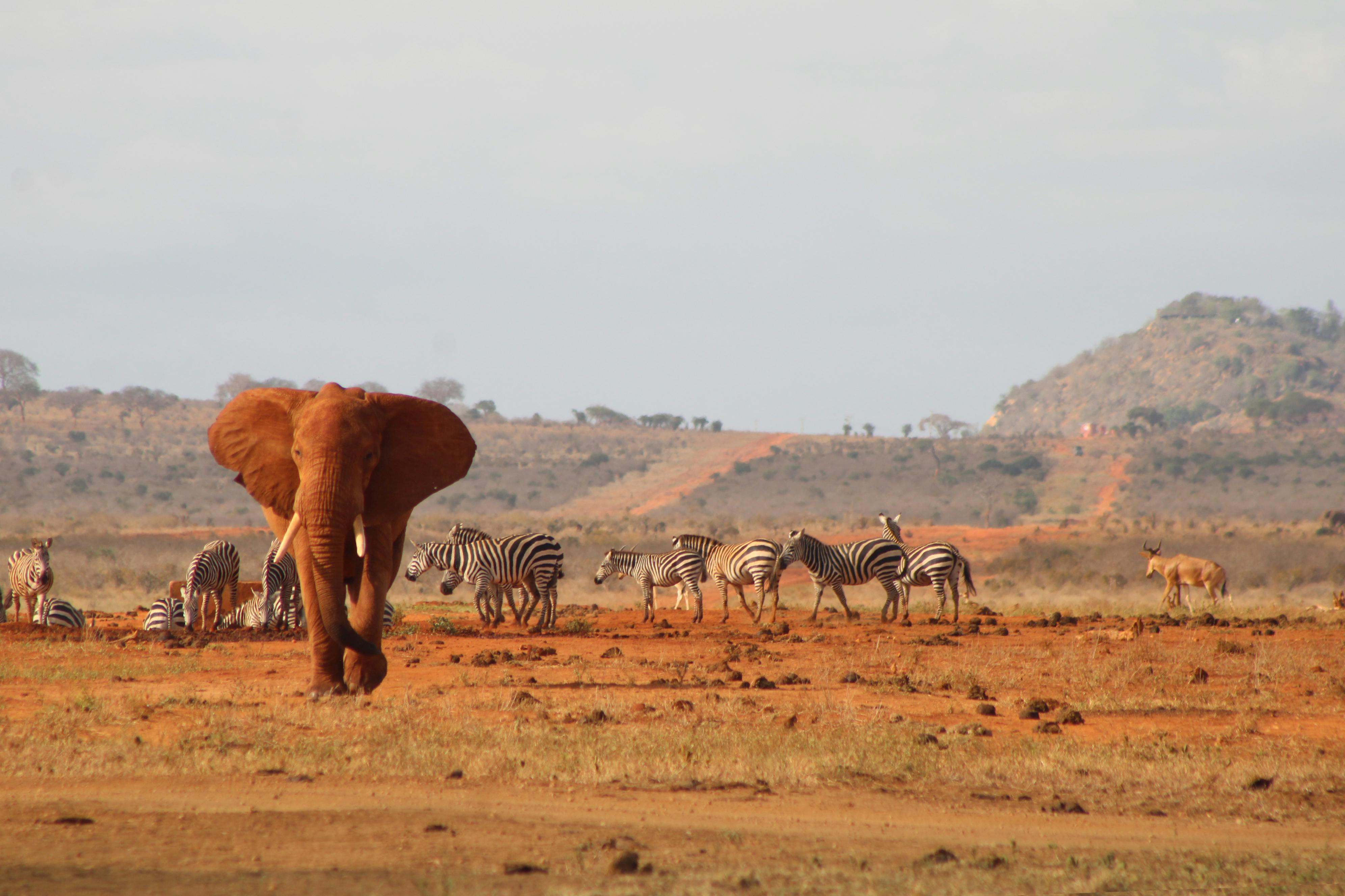 Elefant mit roter Erde überdeckt im Tsavo West Nationalpark in Kenia