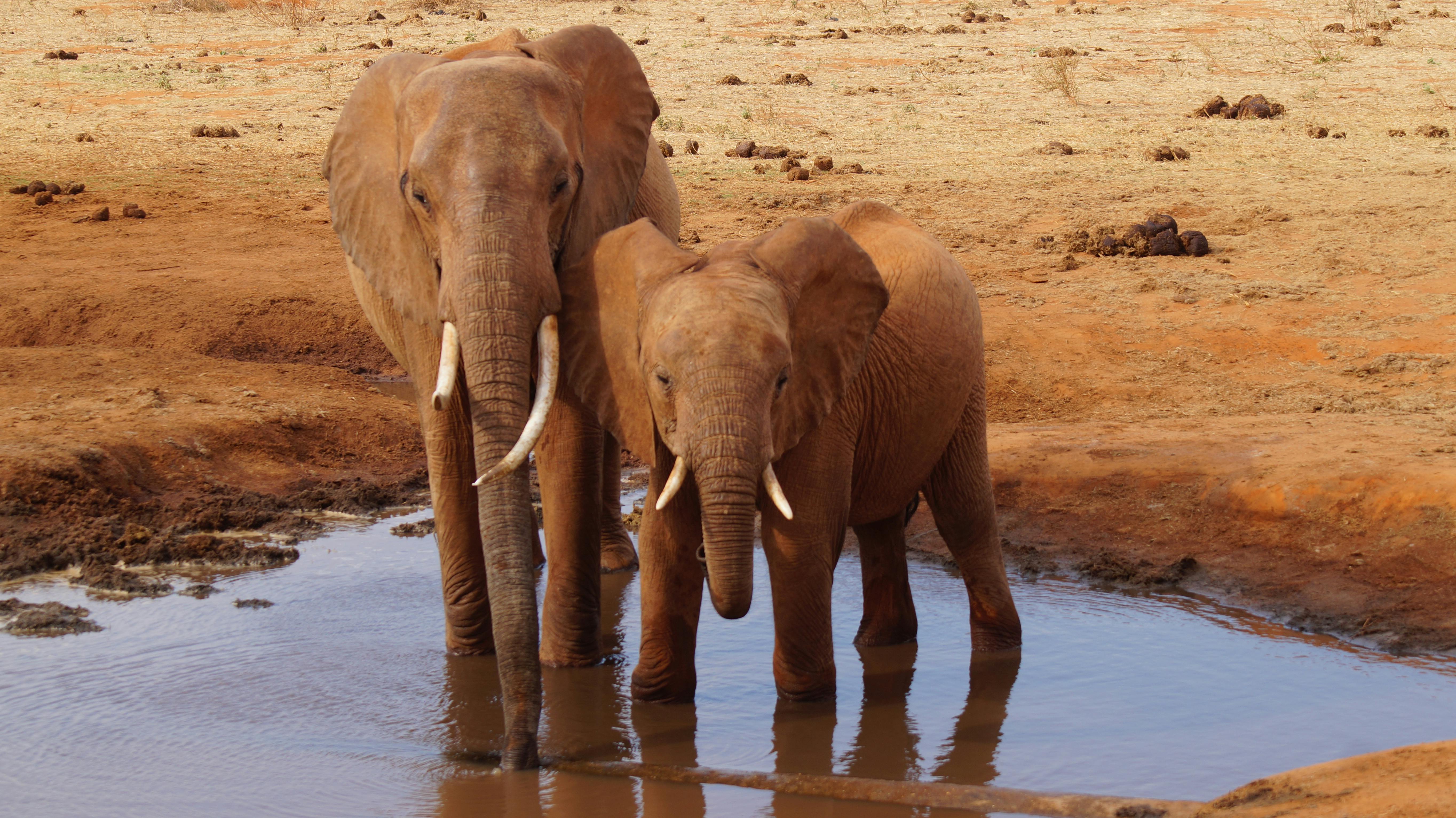 Elefanten an einer Wasserstelle im Tsavo East Nationalpark in Kenia