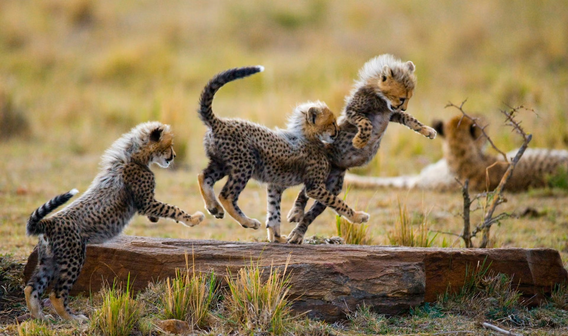 Afrikas Nationalparks im Vergleich: Wo ist Safari am besten?