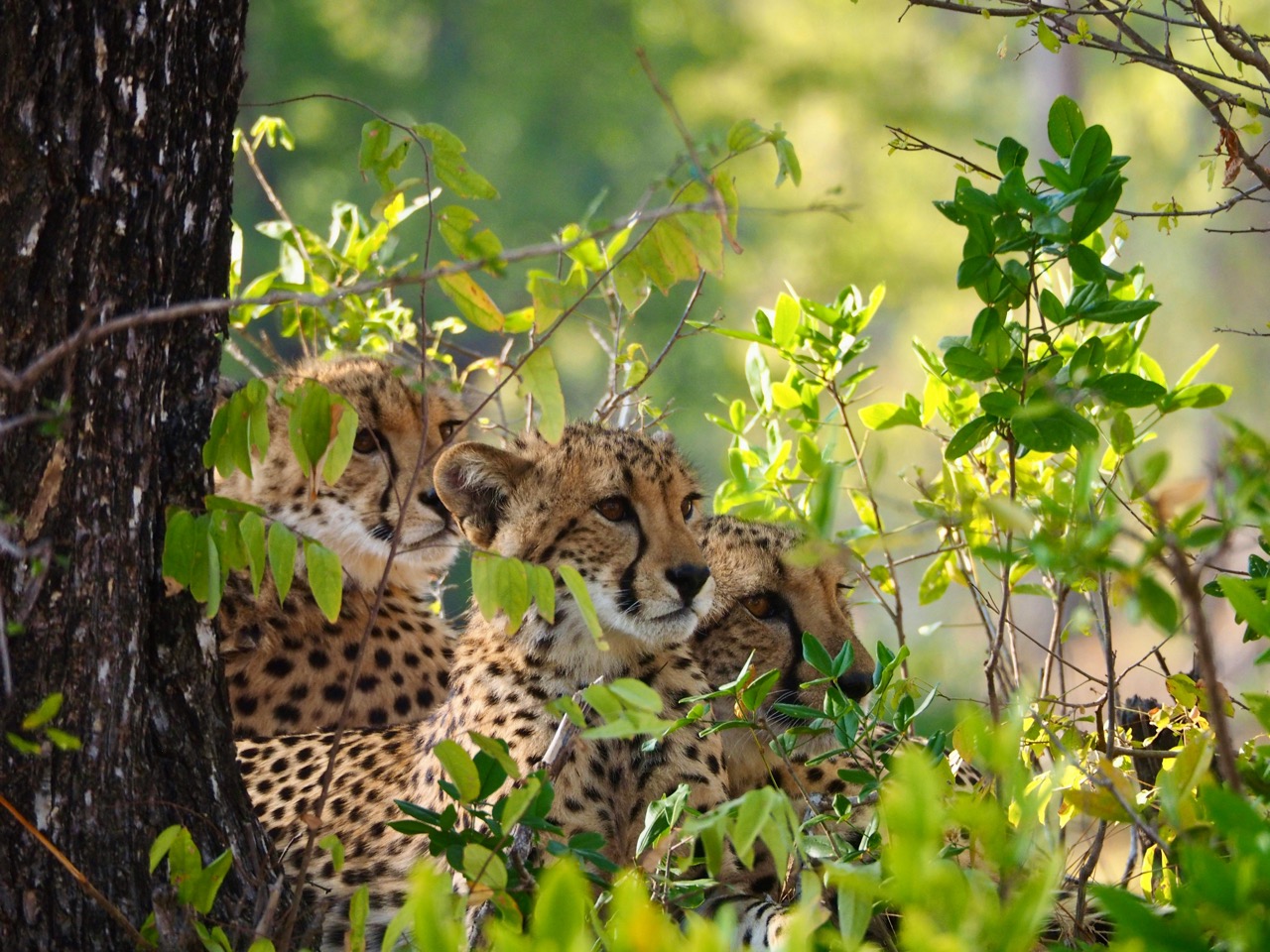 Sehenswürdigkeiten Südafrika: Die 15 schönsten Highlights für Ihre Reise