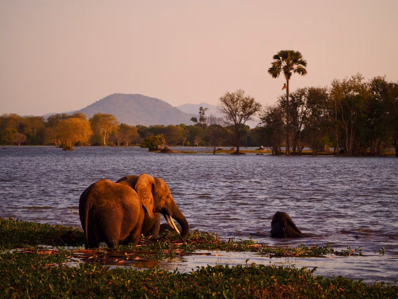 African Parks Malawi: Nachhaltiger Tourismus & Naturschutz