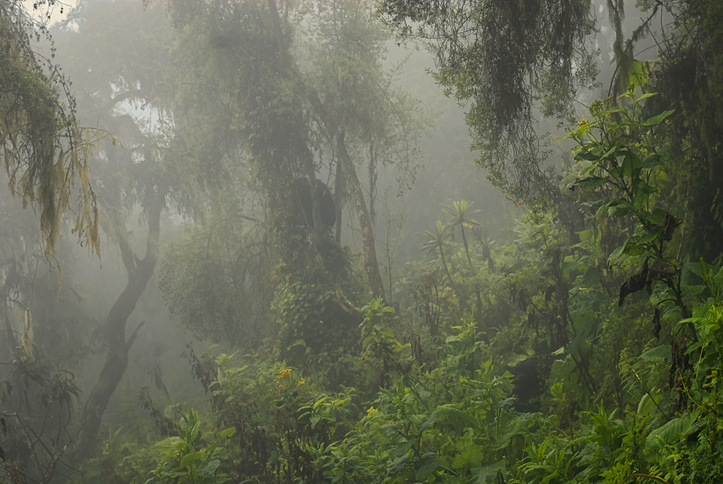 Können Sie die zwei Berggorillas entdecken?