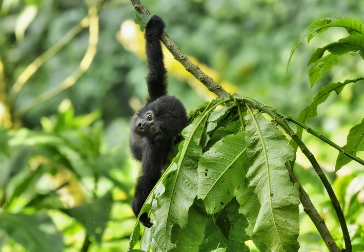 Safari in Uganda: Guide zu Gorilla-Trekking, Nationalparks und Kosten
