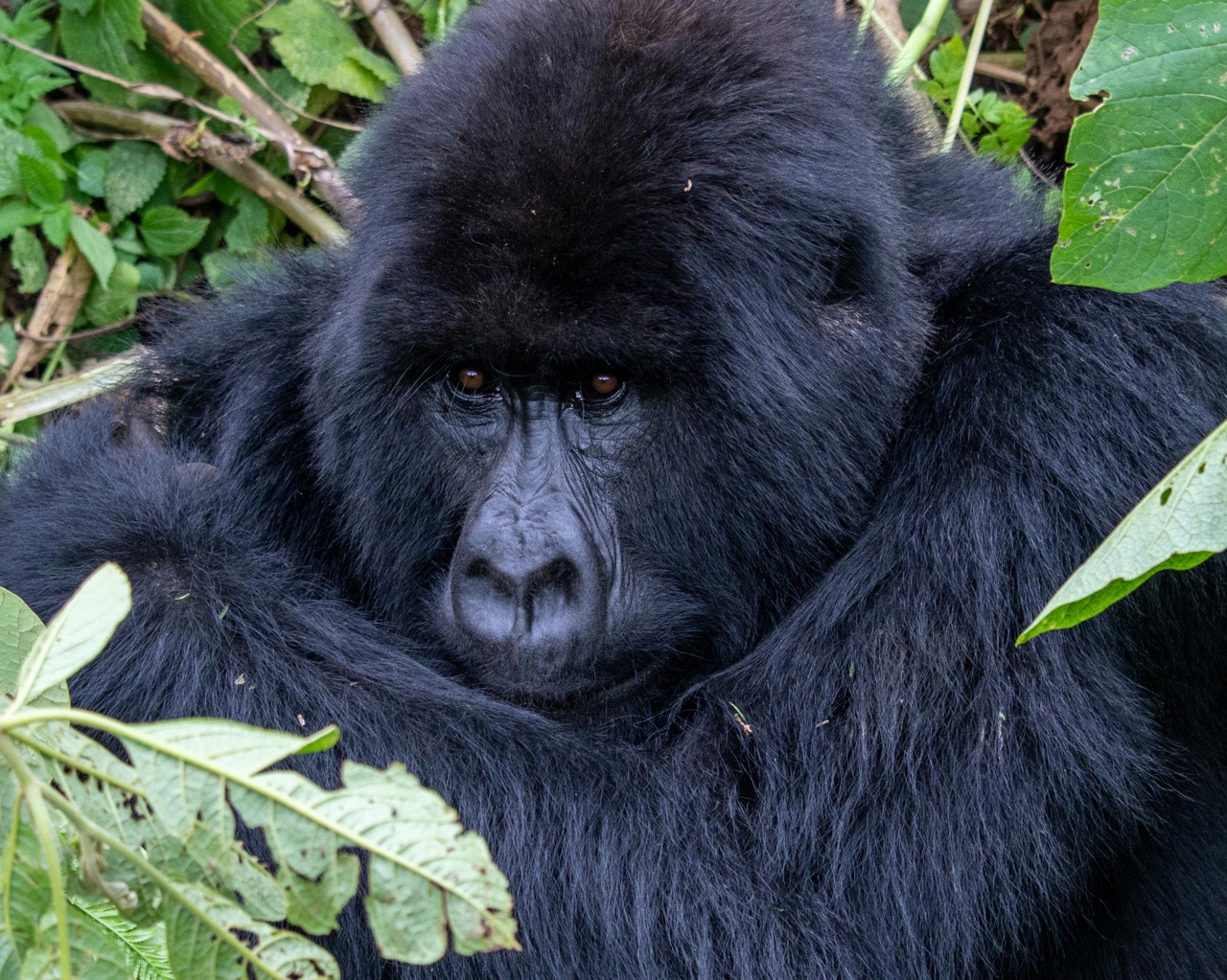 Ruanda Rundreise: Gorillas, Schimpansen & Safari