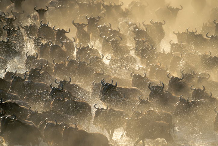 Great Migration Tansania & Kenia: Infos & Tipps