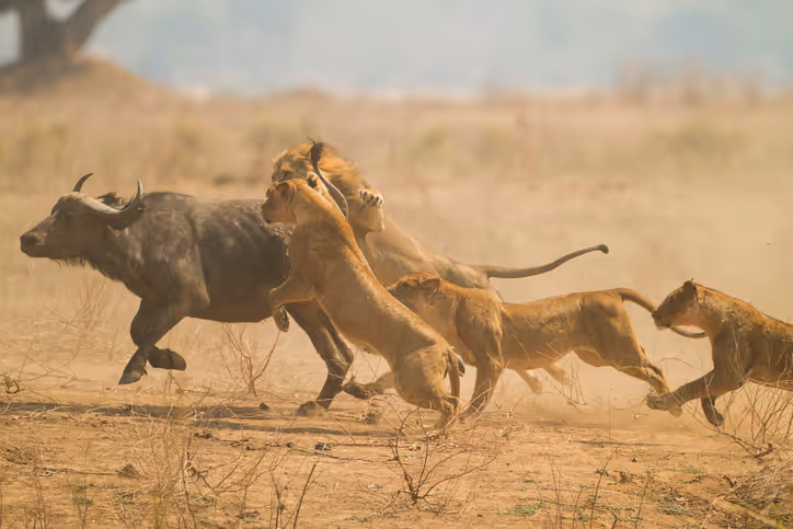 Die beste Reisezeit für Safari und Viktoriafälle in Simbabwe