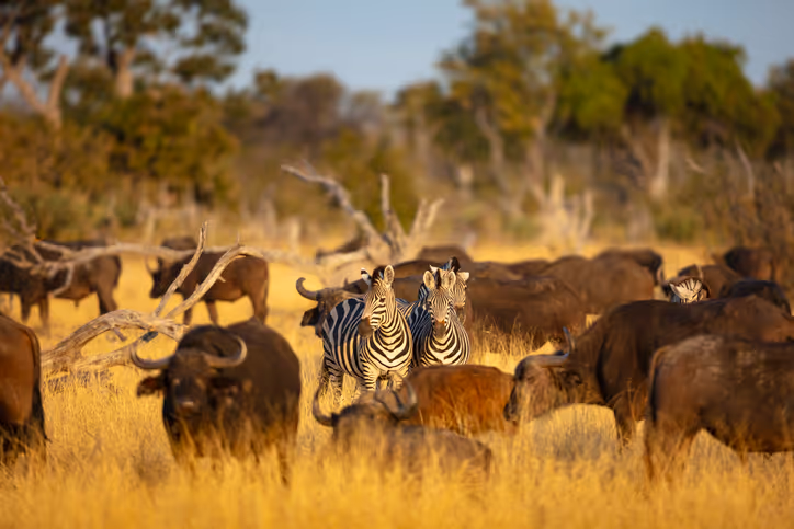 Was sind die Big Five in Afrika? Tipps für Ihre Big 5 Safari