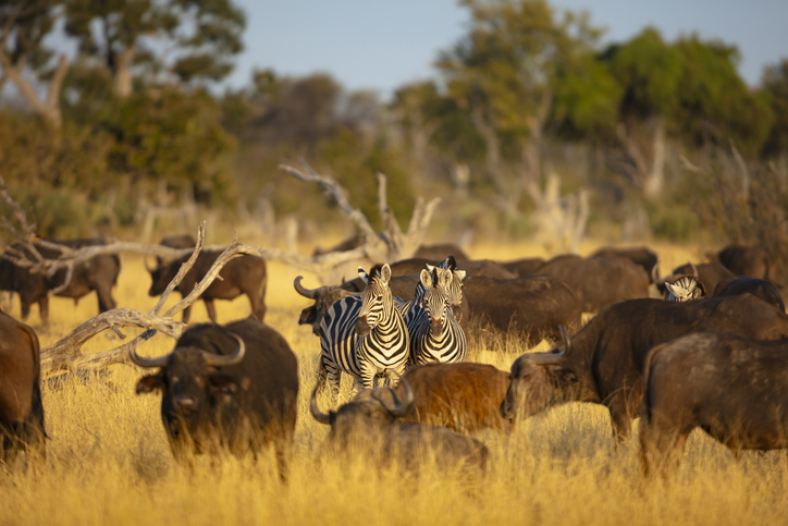 Was sind die Big Five in Afrika? Tipps für Ihre Big 5 Safari