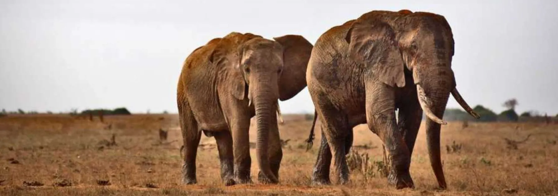Blick auf die atemberaubende Natur des Tsavo East National Park