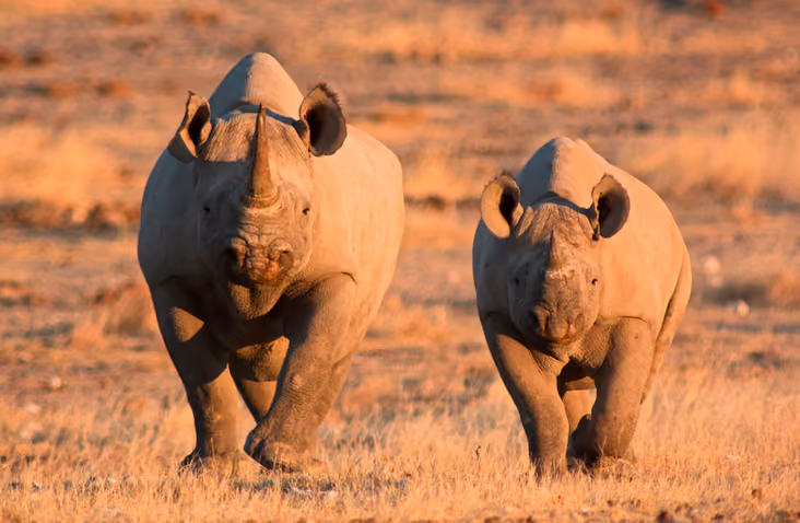 Nashörner in Afrika: Rhino Tracking, Orte & Tipps
