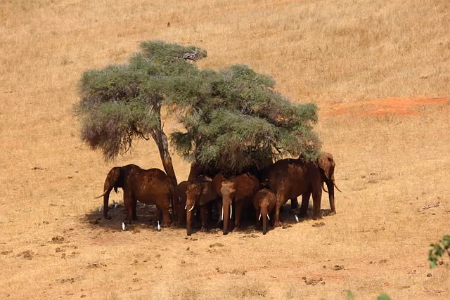 Kenia Urlaub Erfahrungen: ein Reisebericht von Safari & Strand