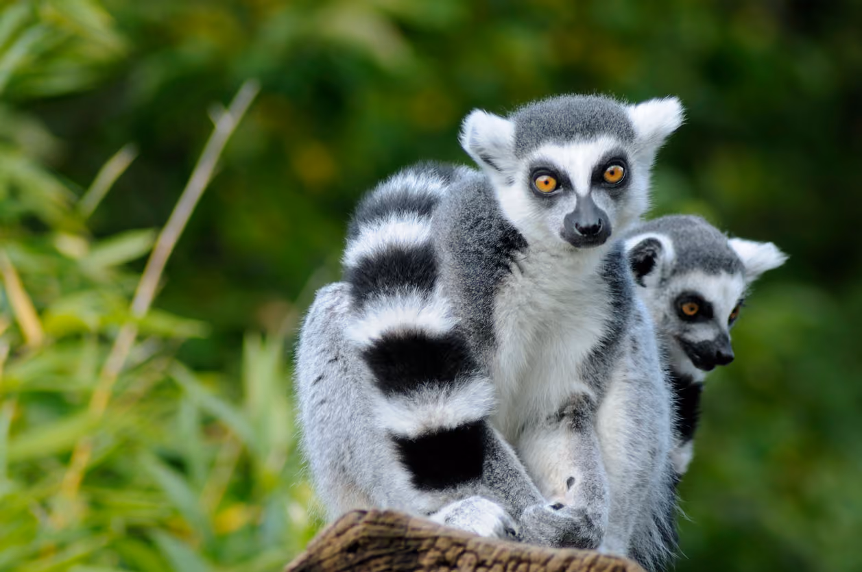 Die Tiere Madagaskars: Artenschutz durch nachhaltige Reisen