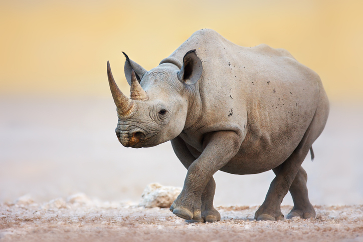 Spitzmaulnashorn