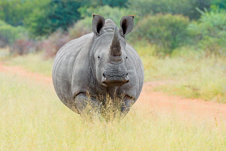 Breitmaulnashorn