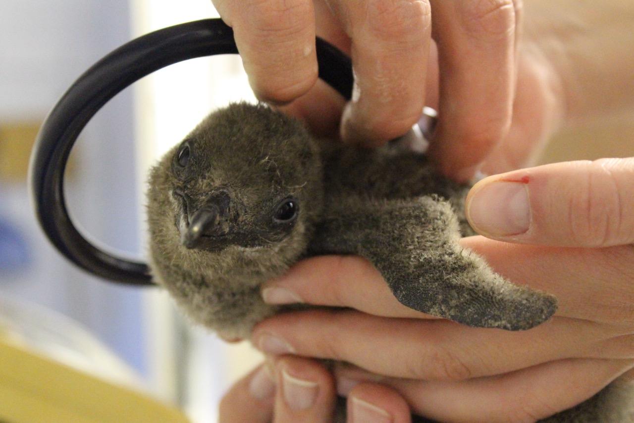 Pinguin-Rettung in Südafrika: Ein faszinierender Einblick in die Arbeit von SANCCOB