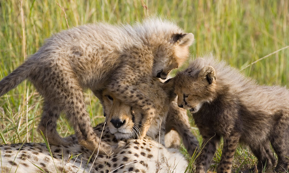 Geparden-Schutz in Namibia: Zu Besuch beim Cheetah Conservation Fund (CCF)