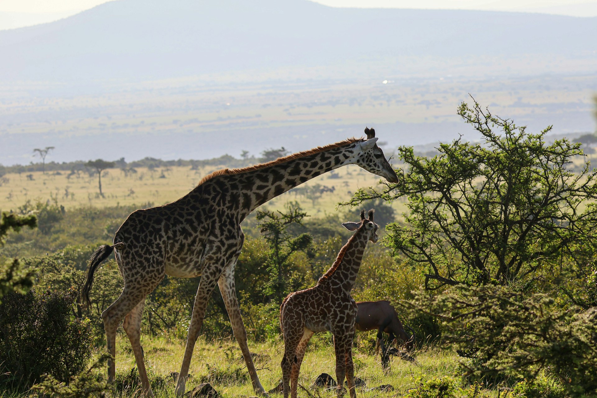 Giraffen-Schutz in Tansania: Ein faszinierender Einblick in die Arbeit des Wild Nature Institutes