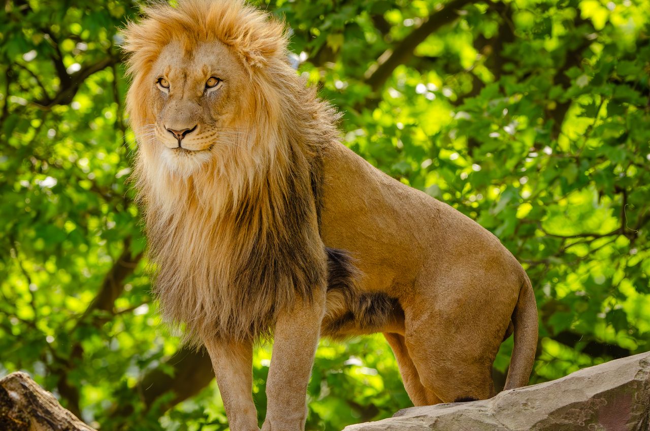 Individualreisen vs. Pauschalreisen Afrika: Was passt wirklich zu Ihrem Reise-Traum?