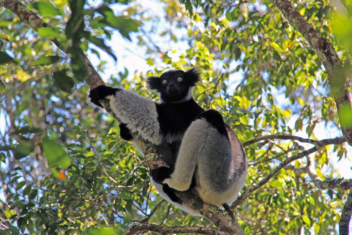 Der Indri Indri in Madagaskar