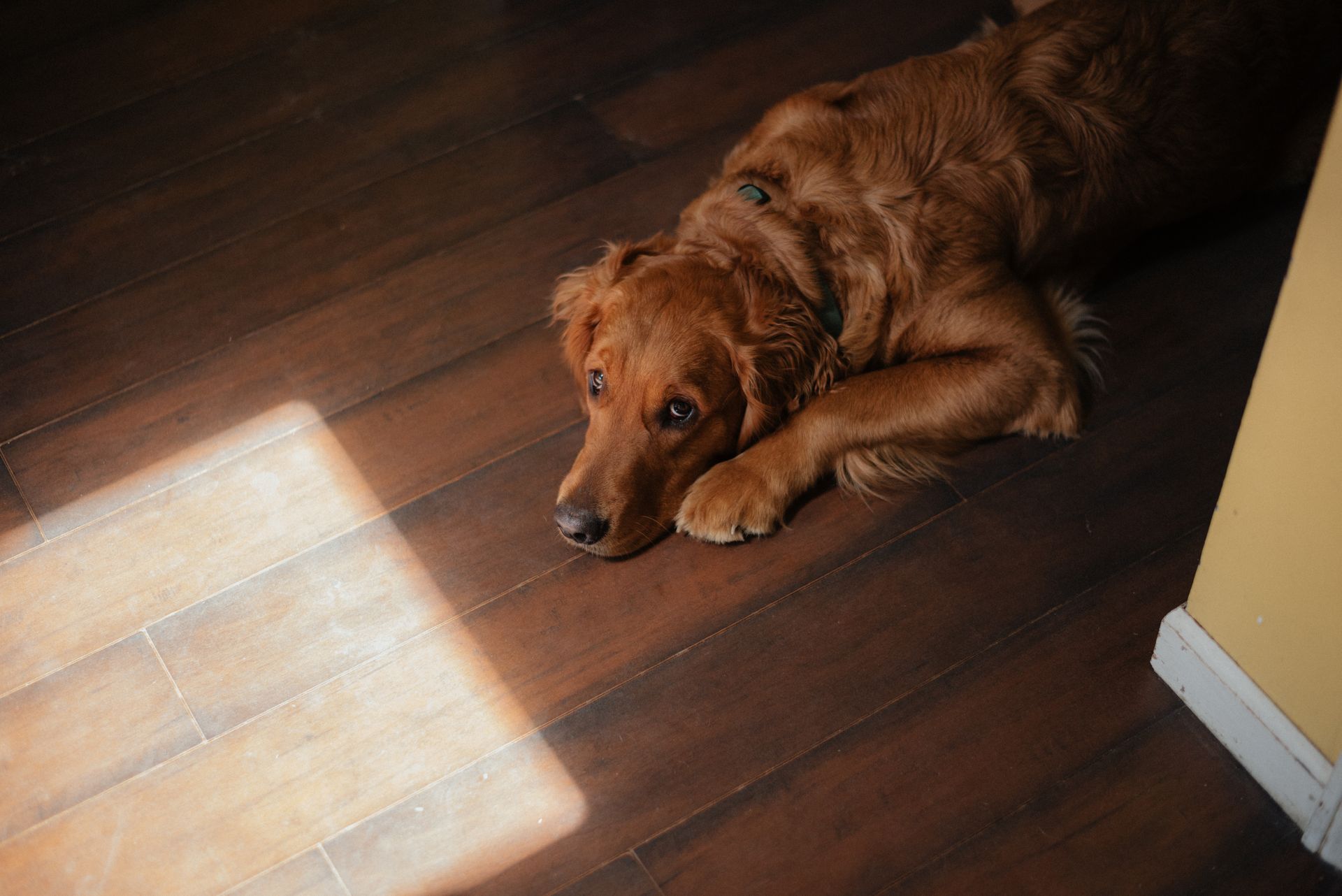 Golden retriever lying on a wood floor indoors
