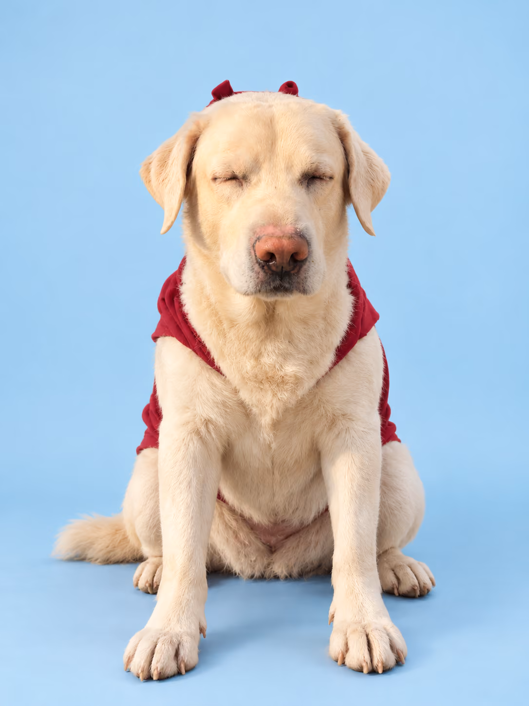 Bravo the Labrador