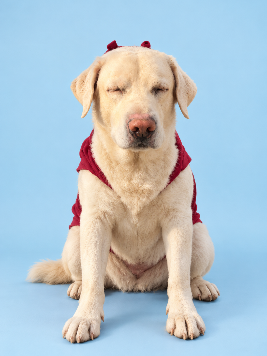 Bravo the Labrador