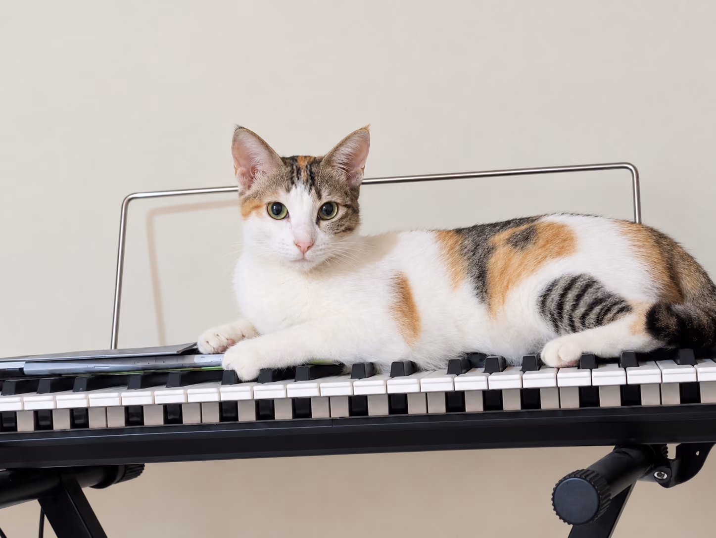 Luna the cat