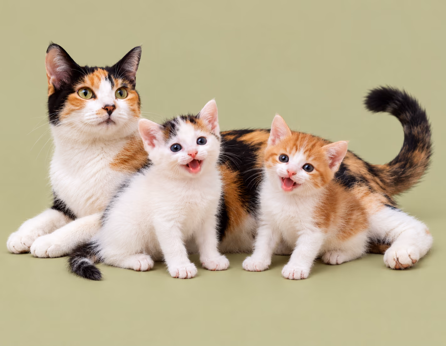Snowy the cat with kittens