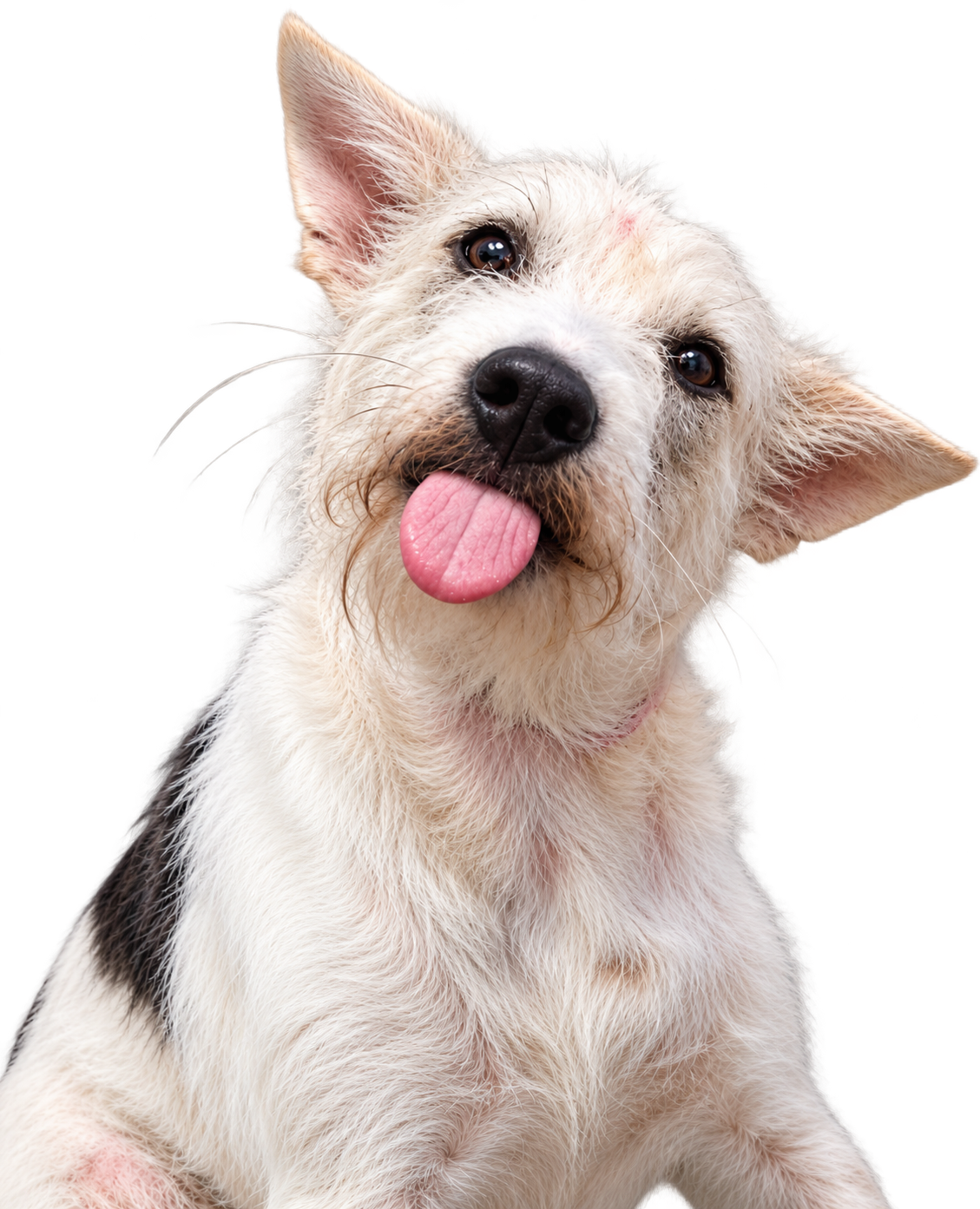Leo the terrier