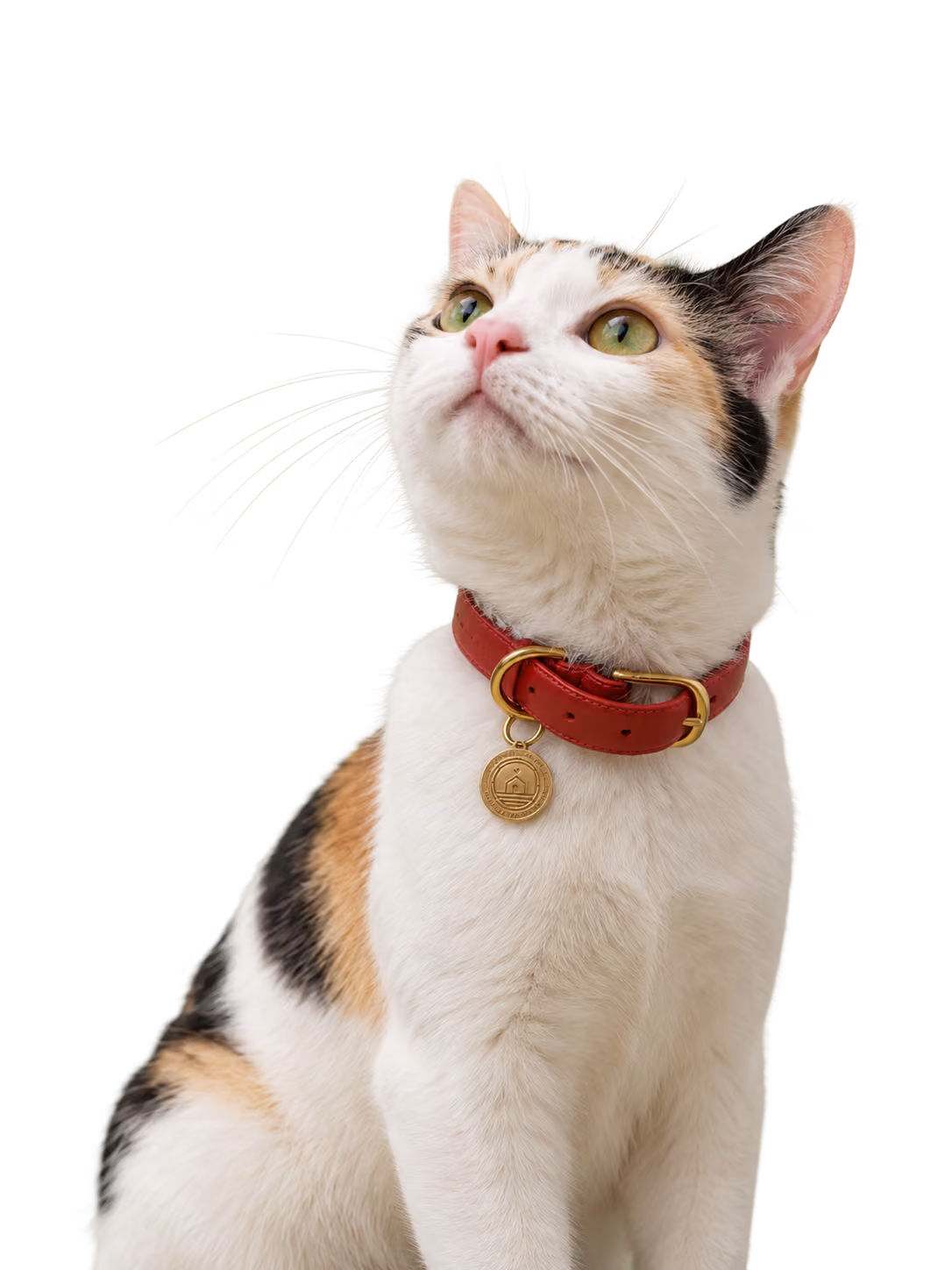 Tuk-Tuk the cat