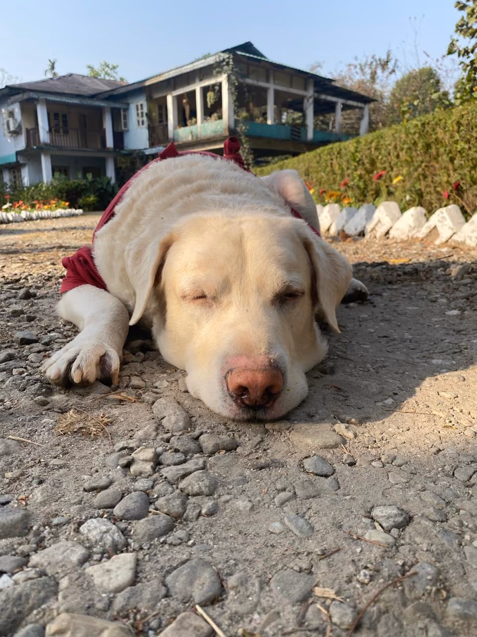Bravo lying on the ground outside