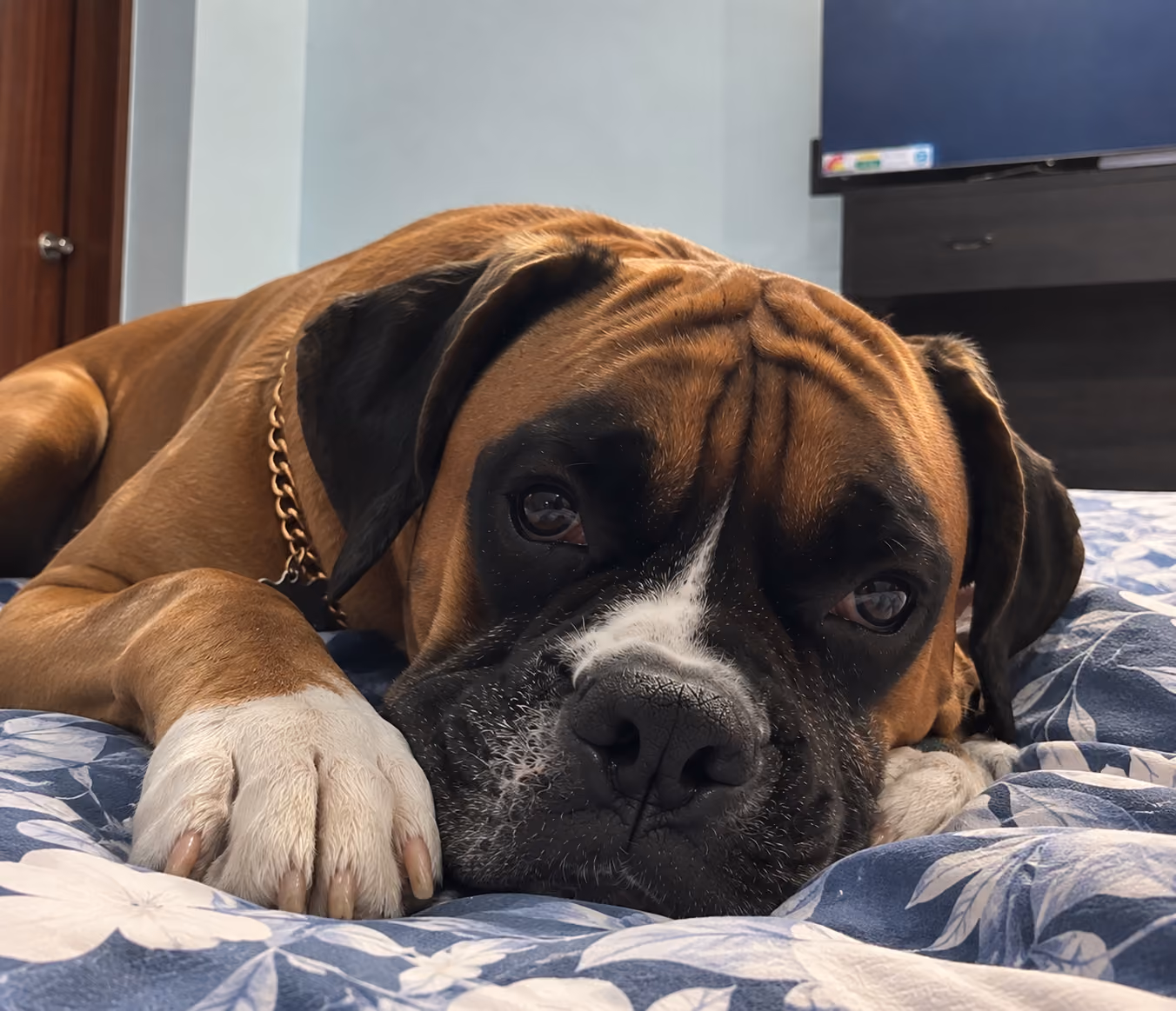 Bruno the boxer lying on a bed