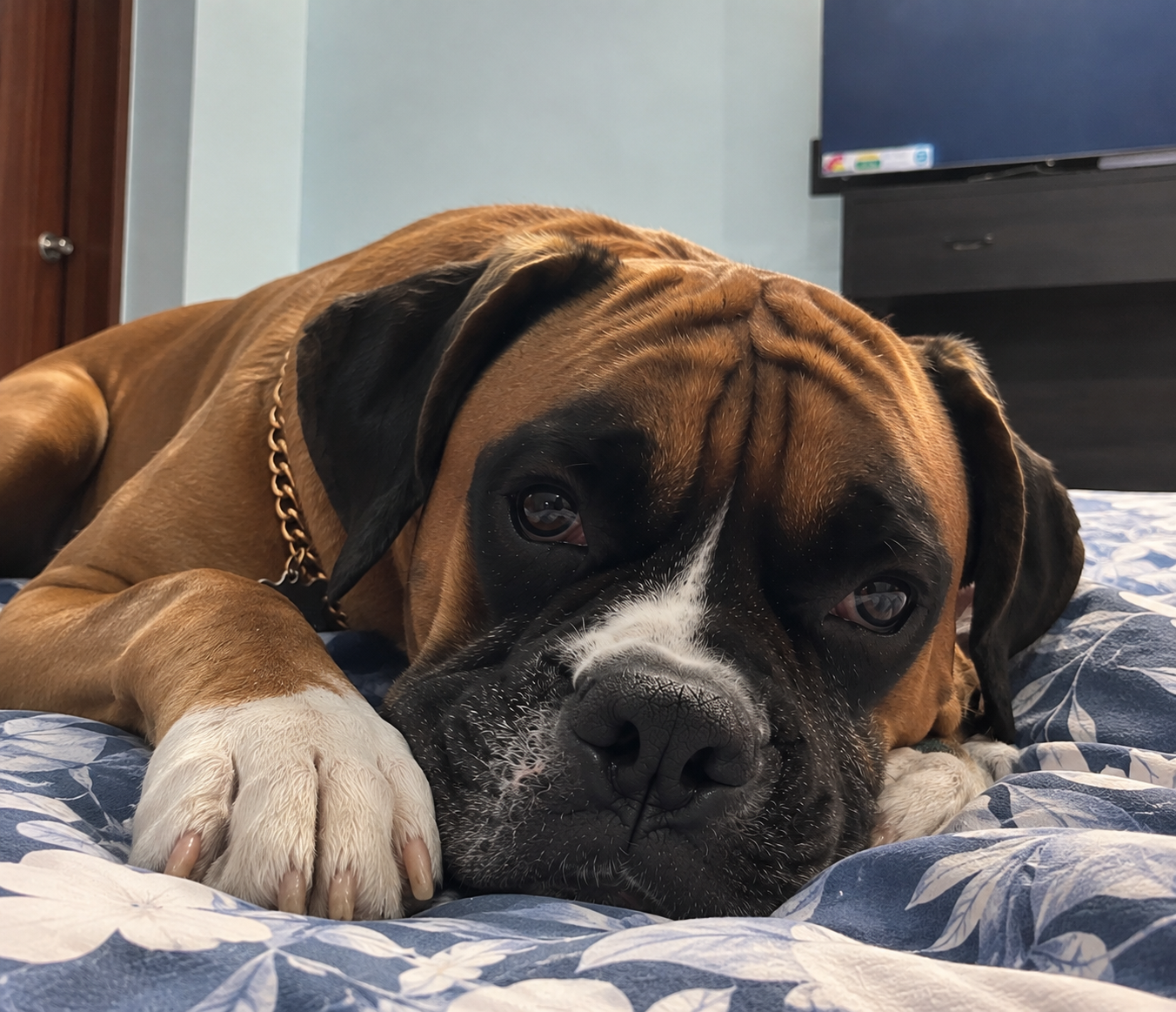 Bruno the boxer lying on a bed