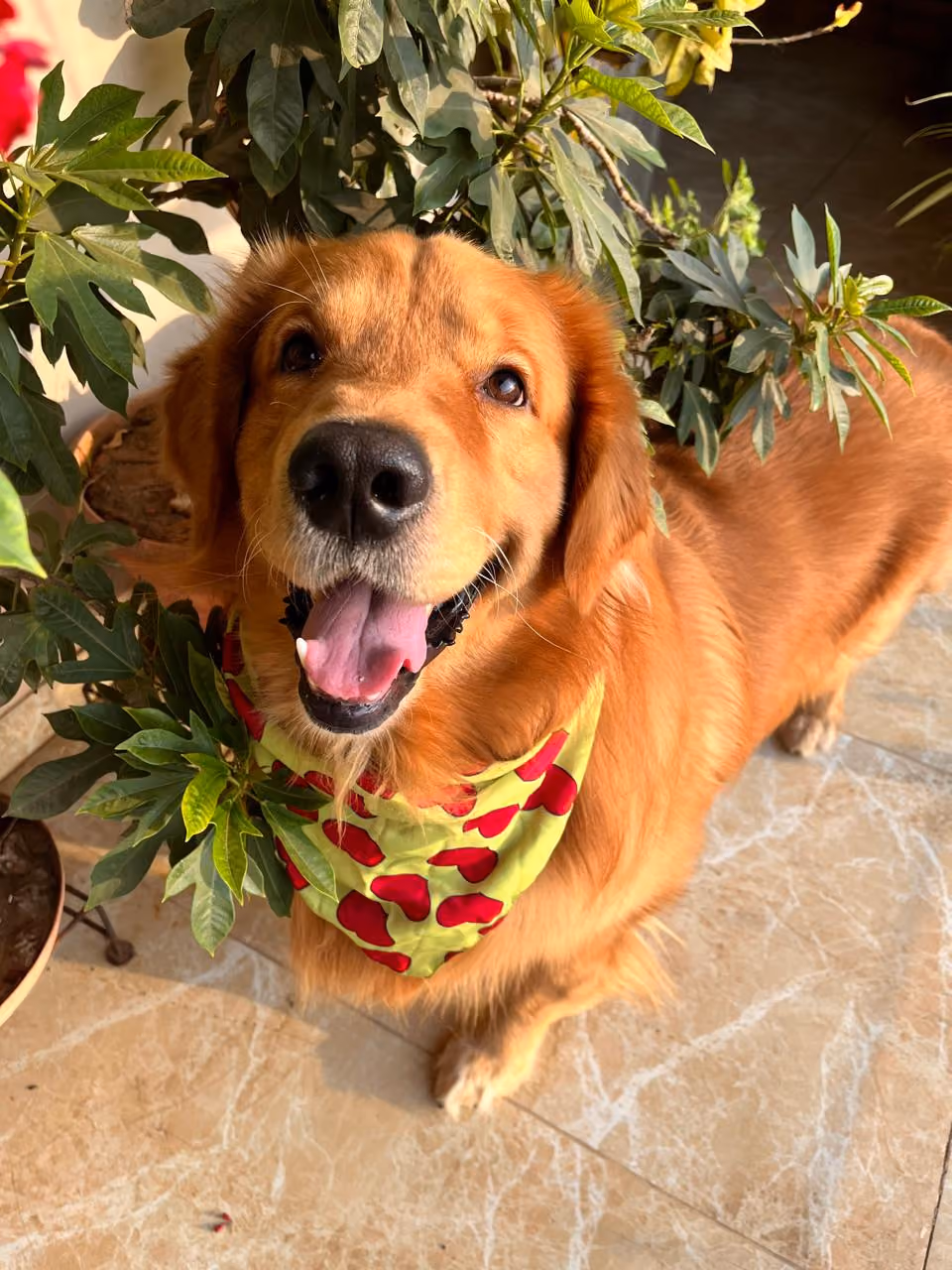 A golden retriever smiling among plants
