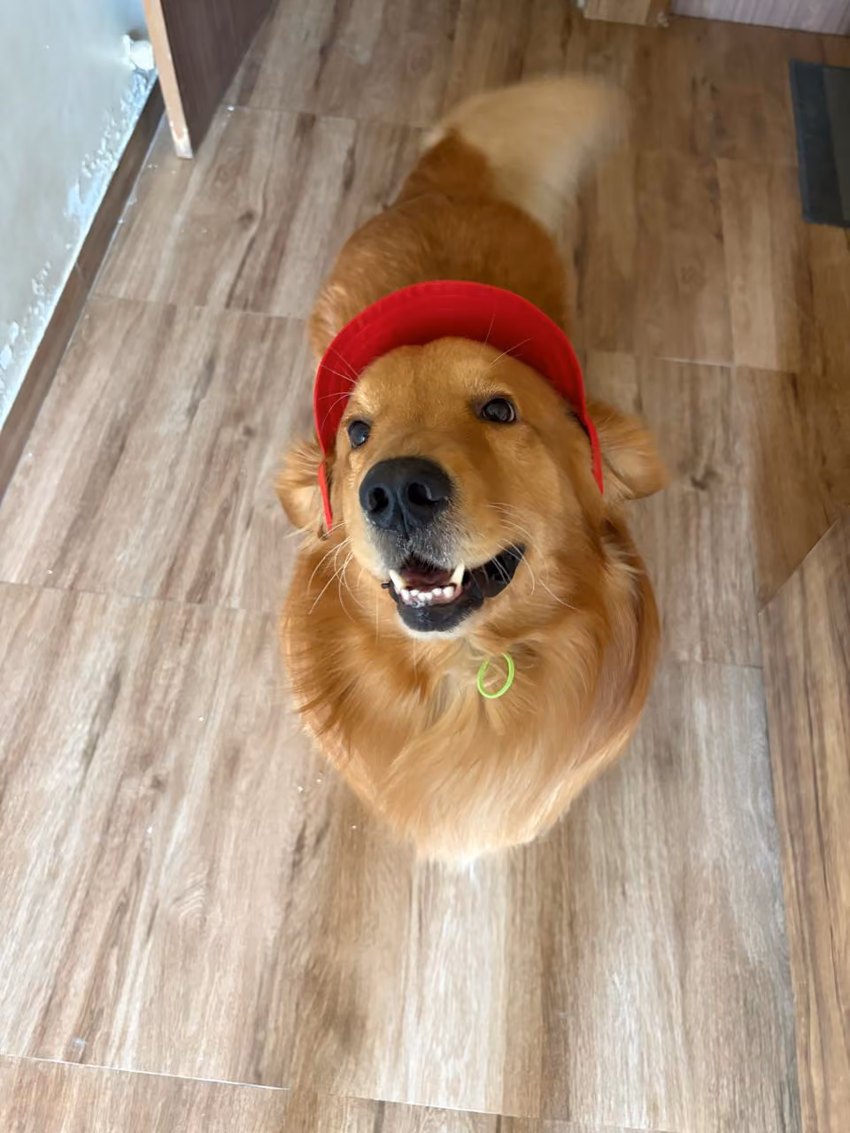 Juni the golden retriever