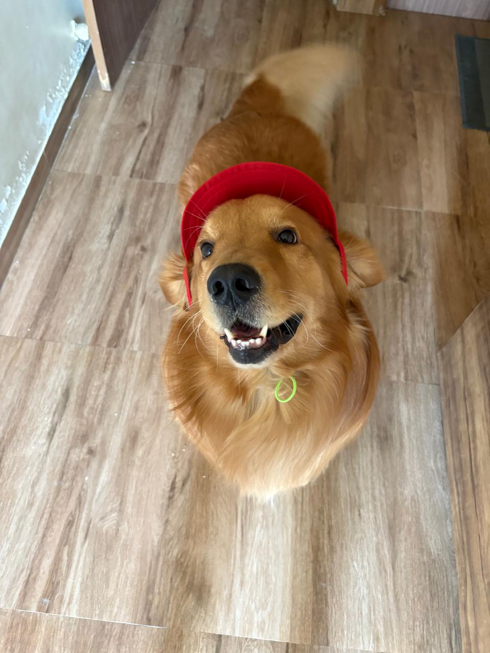 Juni the golden retriever