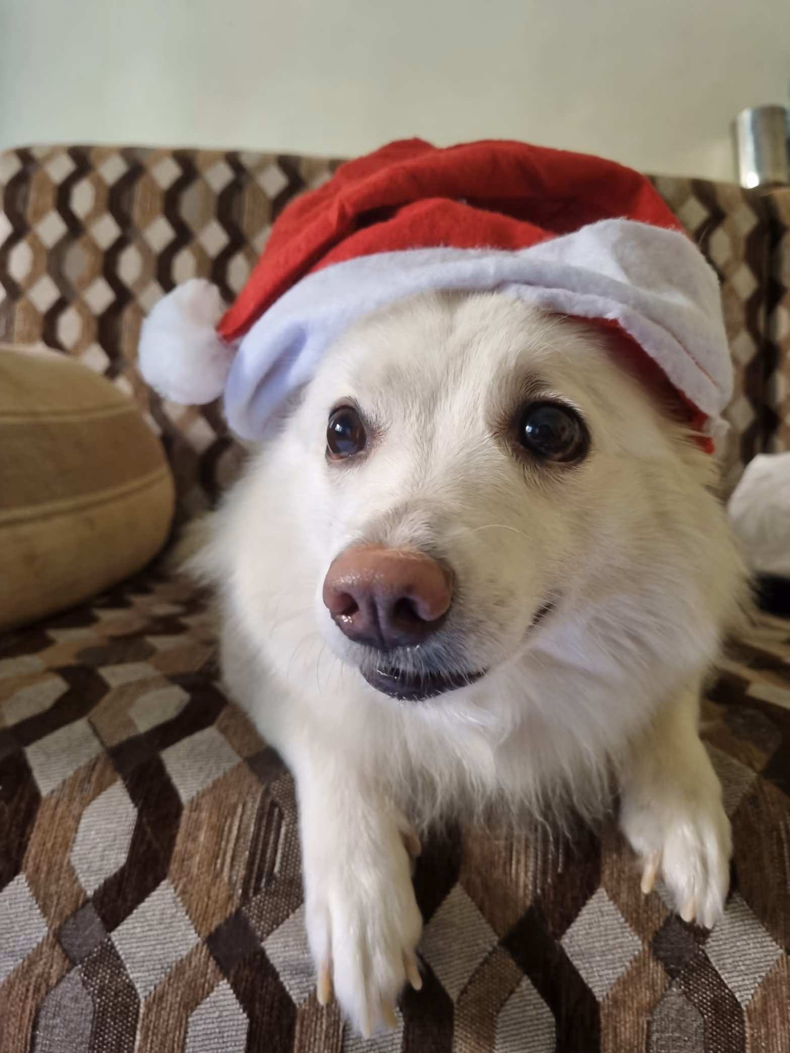 A dog wearing a Santa hat