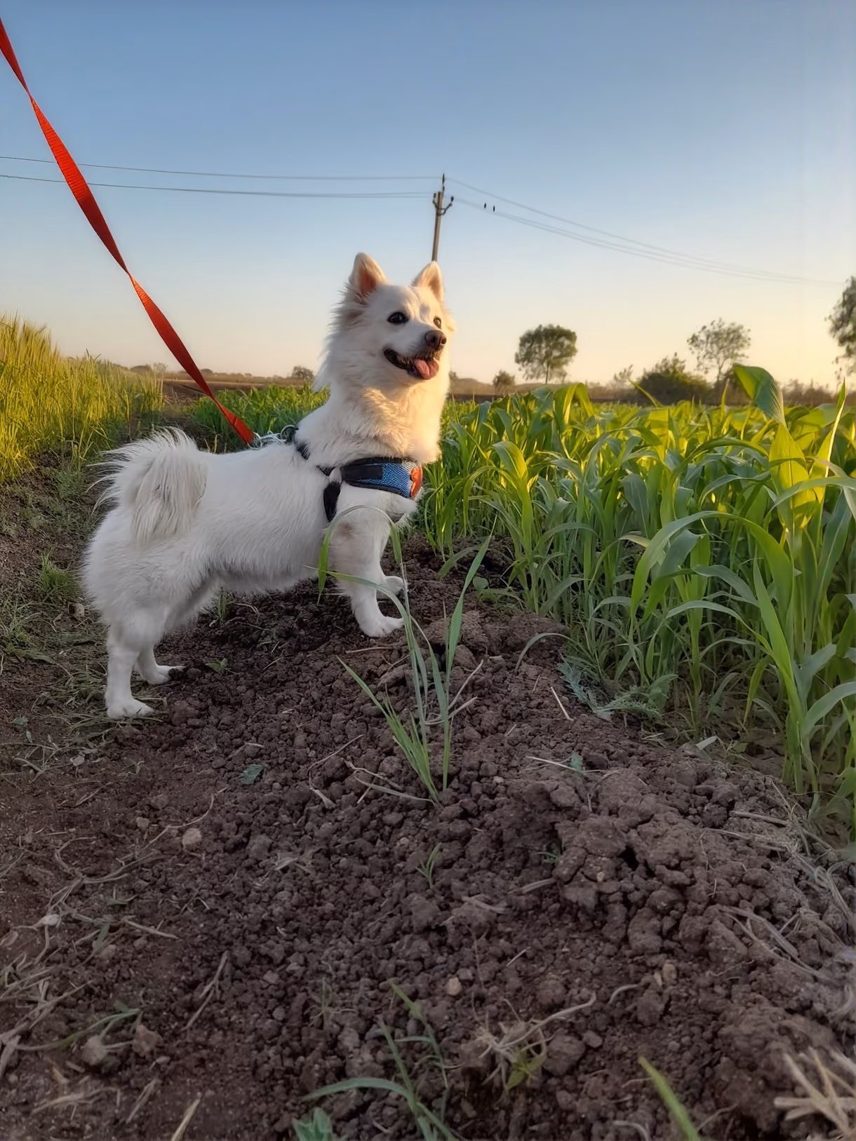 A white dog on a lead in a field at sunset