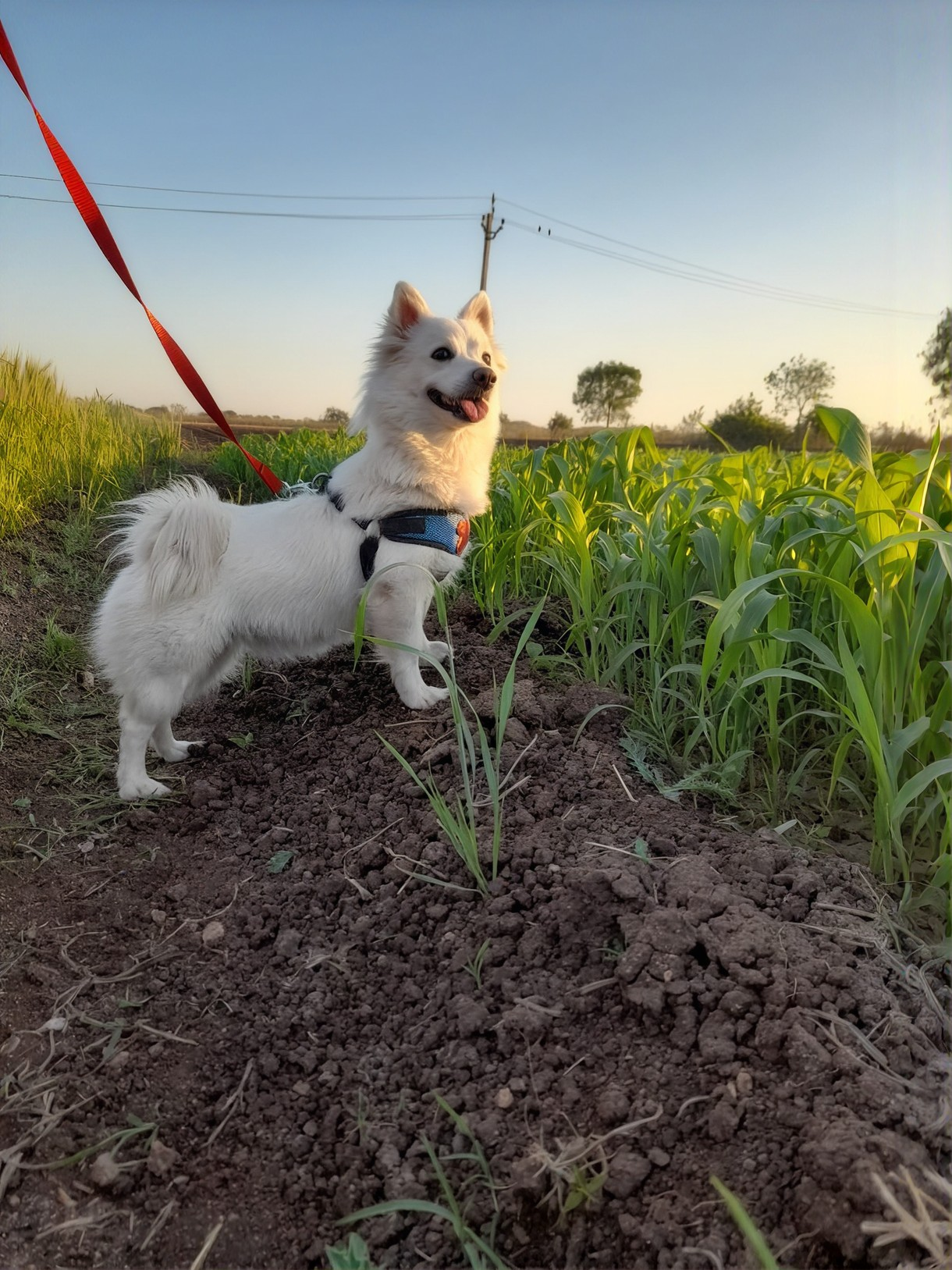 A white dog on a lead in a field at sunset