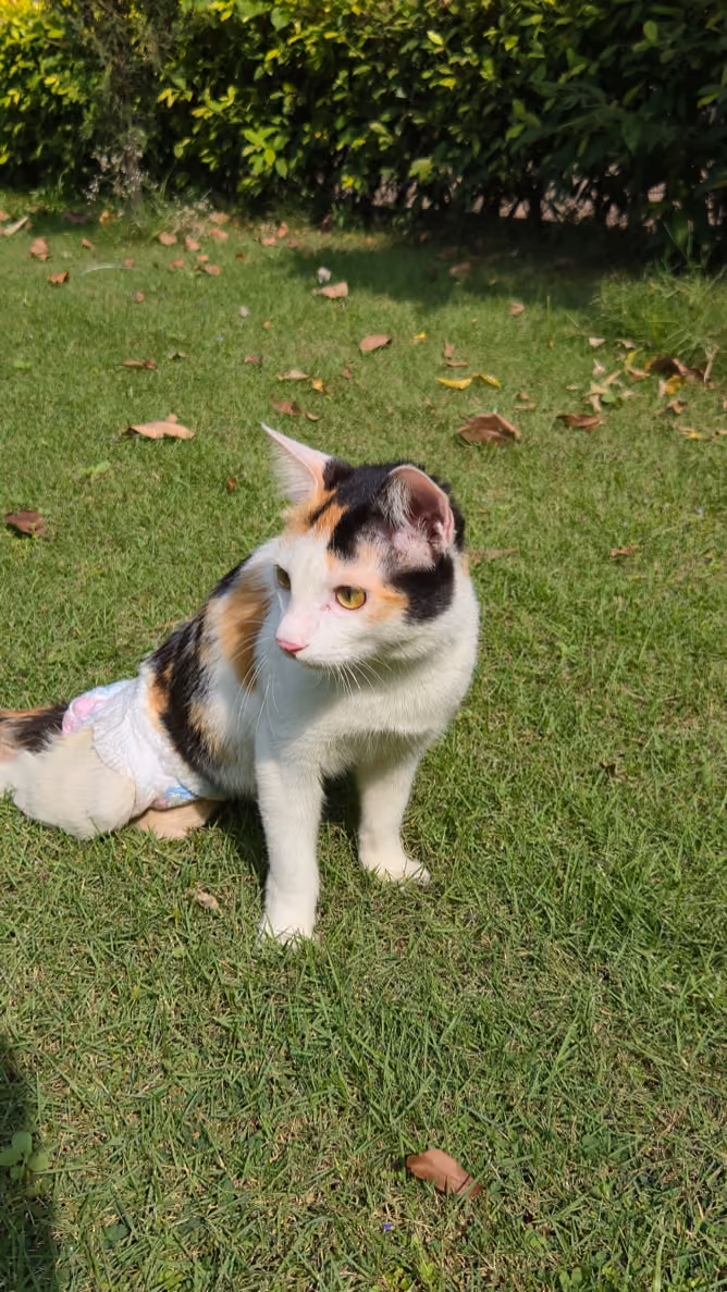 A calico cat on a lawn