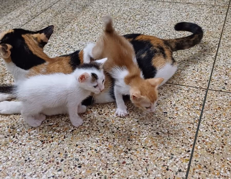 Snowy the cat with her kittens