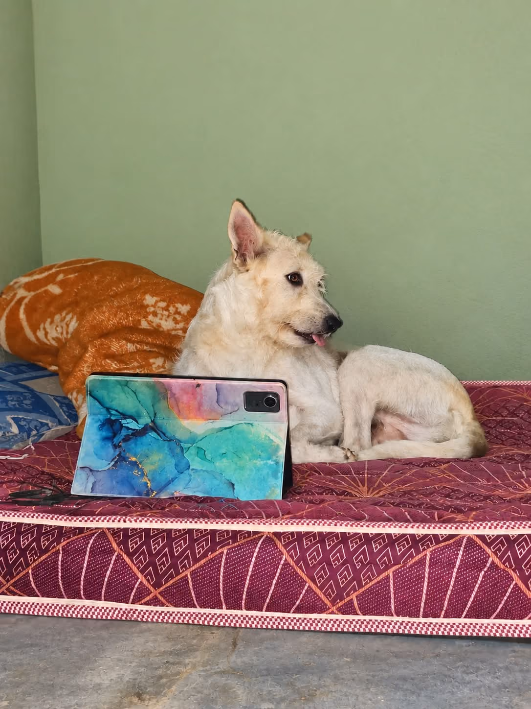Two dogs resting on a sofa