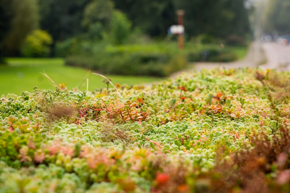 Sedum dak bovenop Adshel.