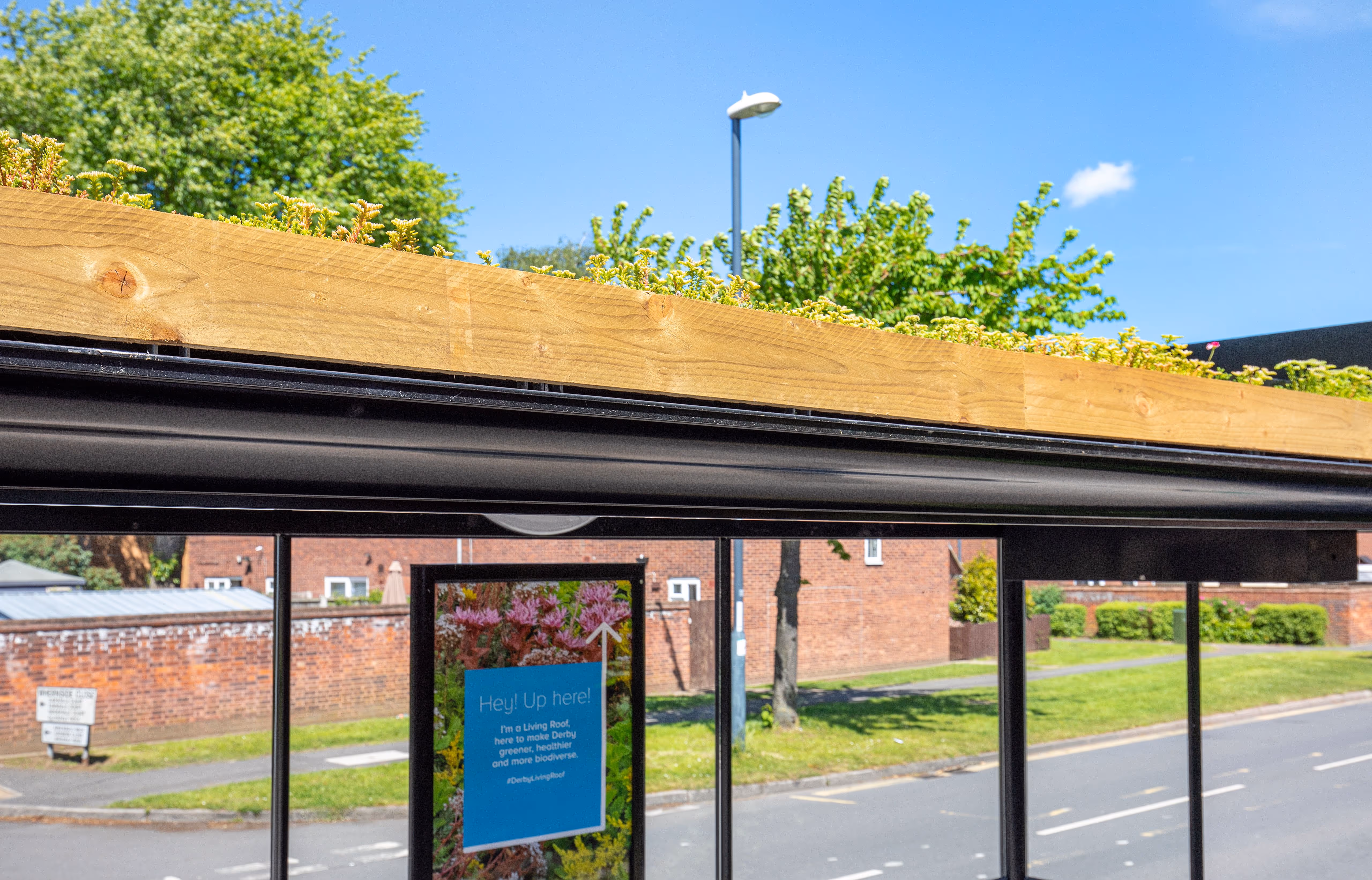 A Living Roof in Derby during the day
