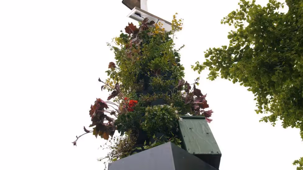 A Living Pillar, in bloom, attached a lamp-post