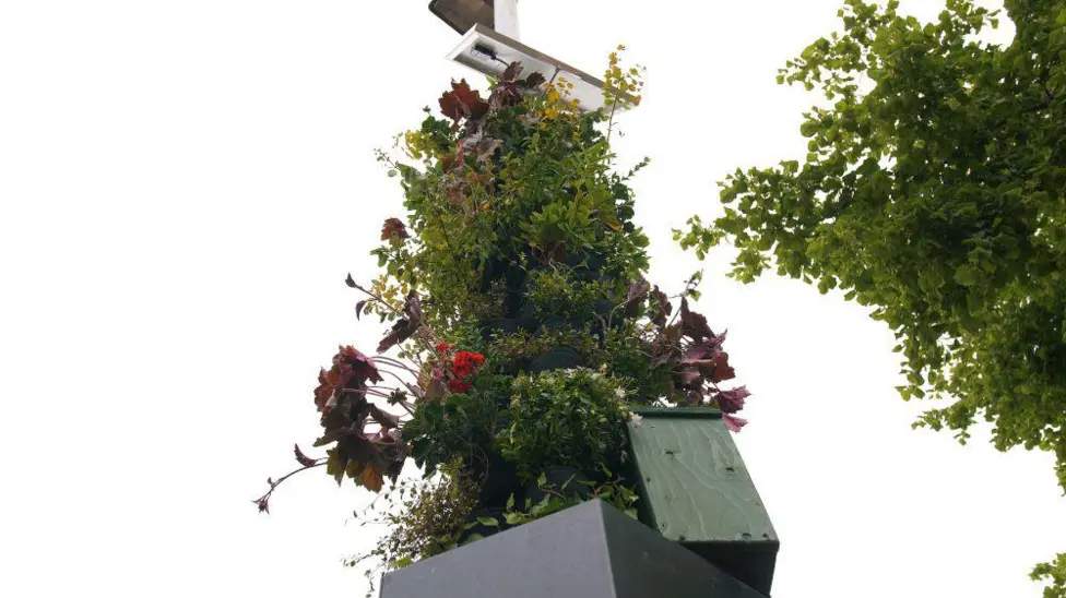 A Living Pillar, in bloom, attached a lamp-post