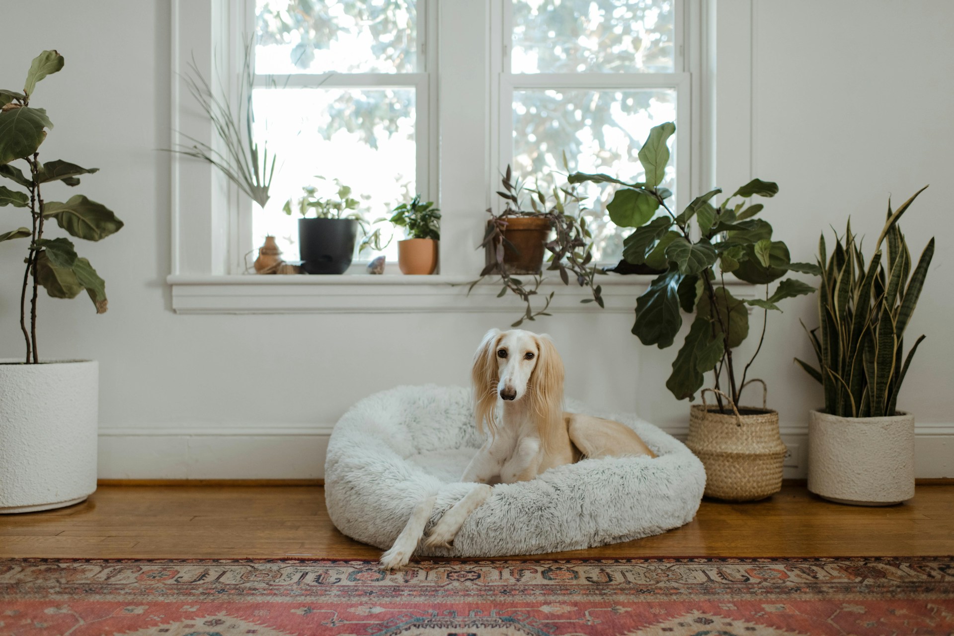 Which Type of Air Cleaner Works Best for Pet Owners in Ogden?