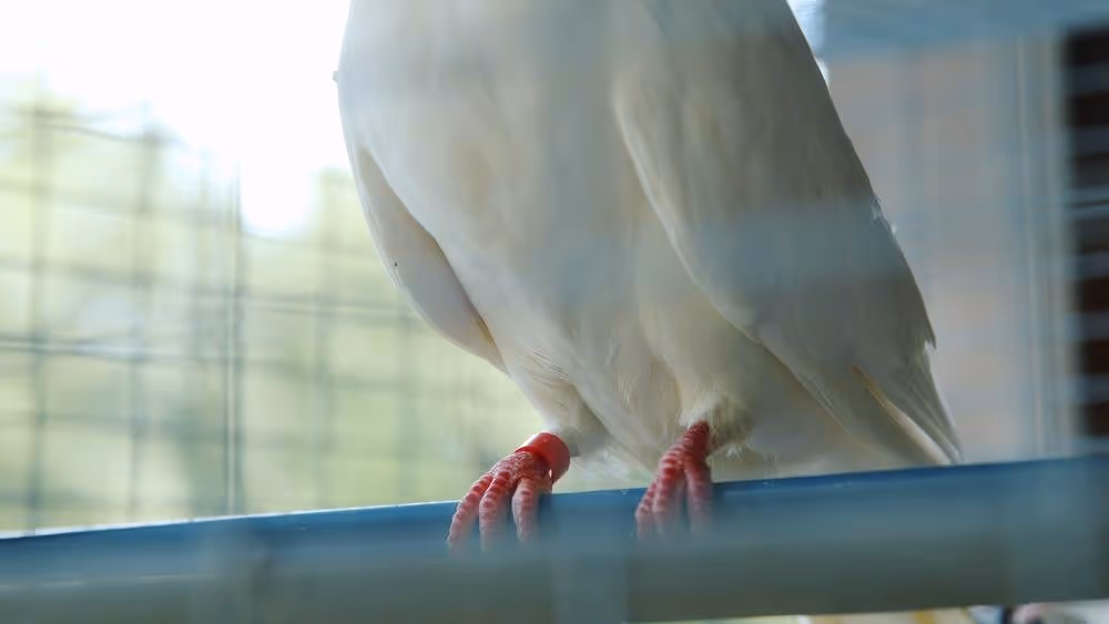 video stills